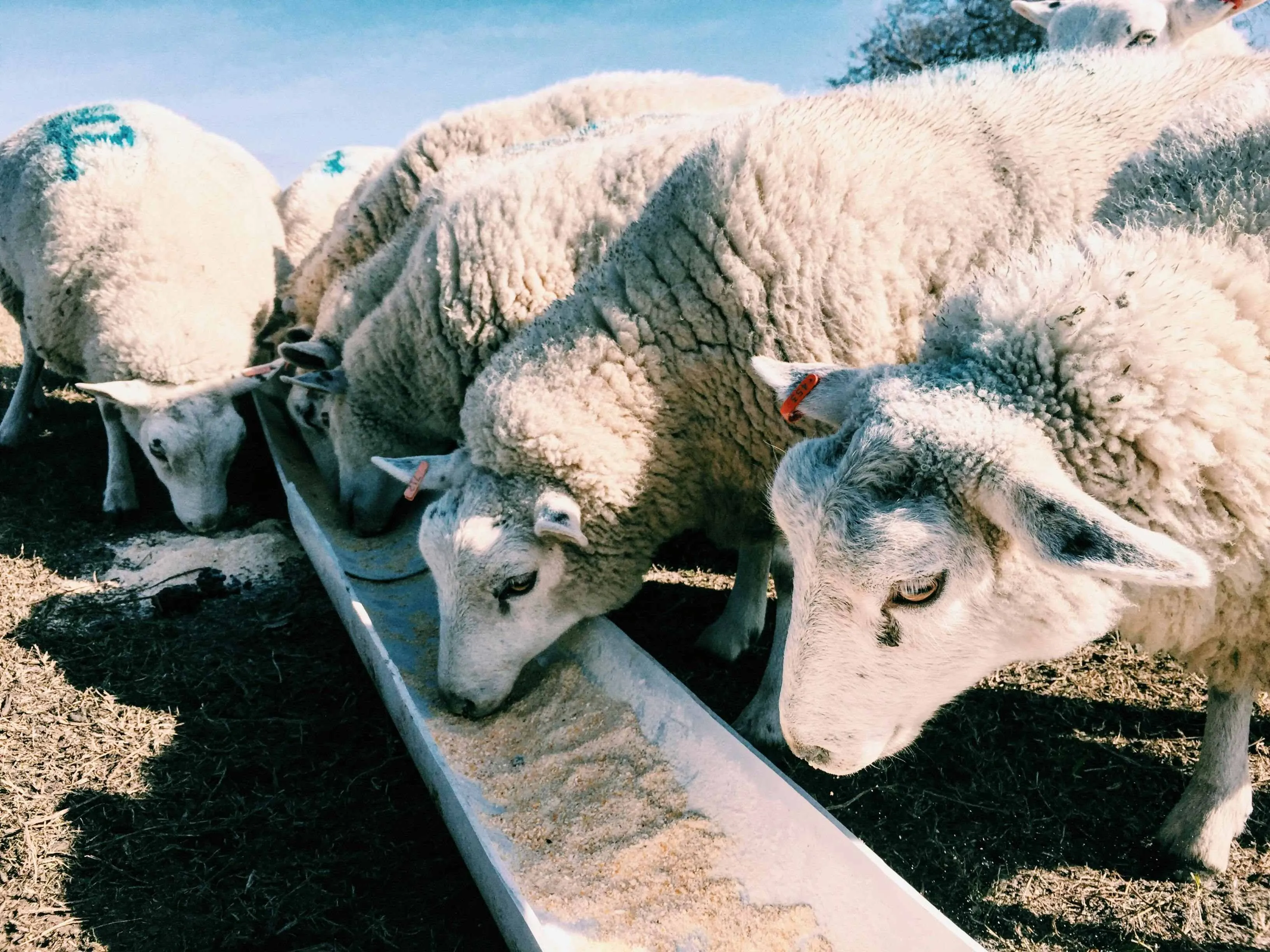 Manganez Klorür Hayvan Beslemede Uygulanıyor